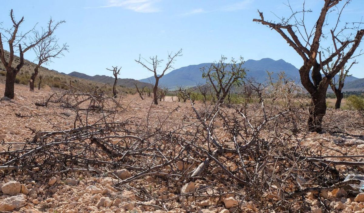 Cultivos de secano en la Región, como el almendro, totalmente extenuados. | R.A.