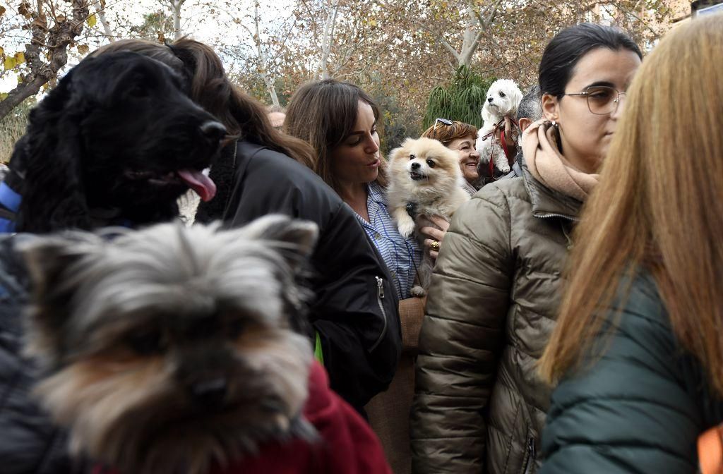 Así ha sido la bendición de animales por San Antón en Murcia