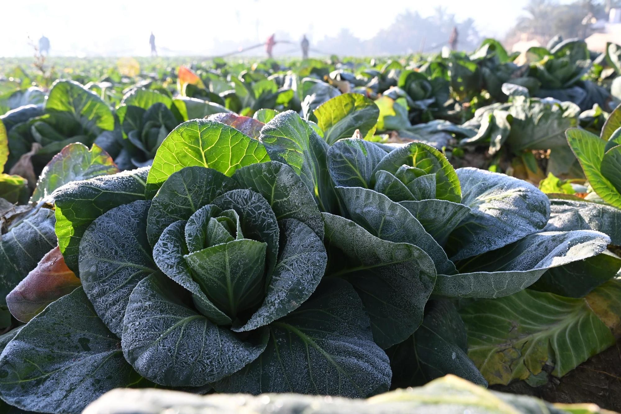 Así han amanecido muchos cultivos de la Vega Baja y el Camp d'Elx: bajo la escarcha