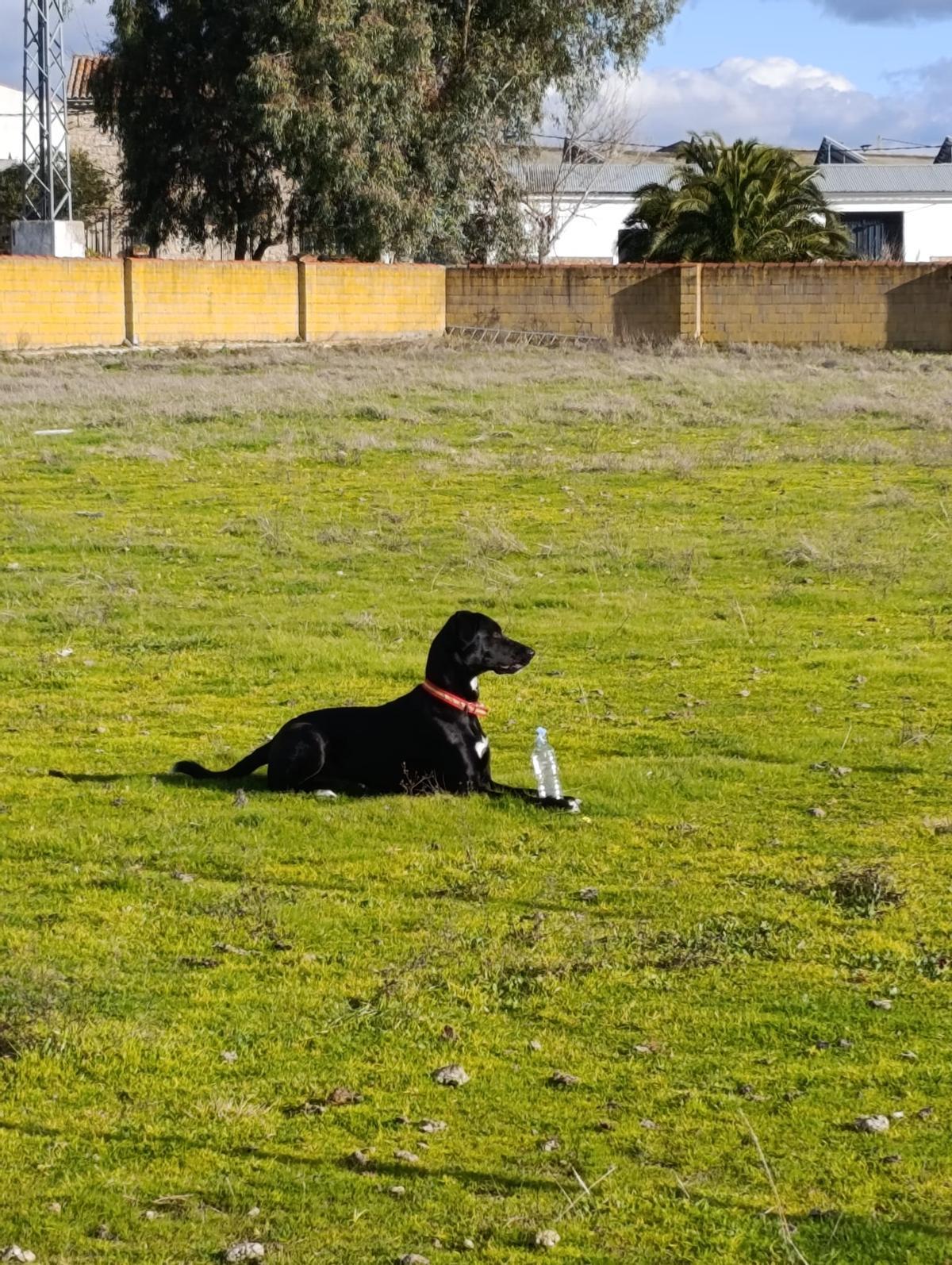 Galería | Así es Boss, el perro perdido en el entorno de Aliseda Galería | Así es Boss, el perro perdido en el entorno de Aliseda