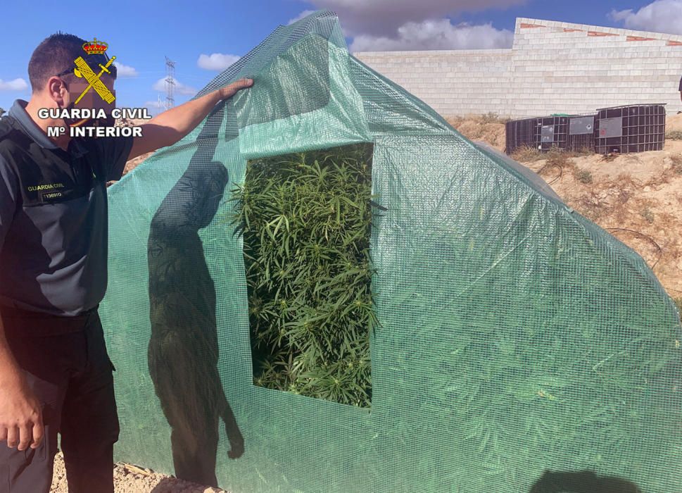 La Guardia Civil desmantela dos plantaciones de marihuana en Abanilla