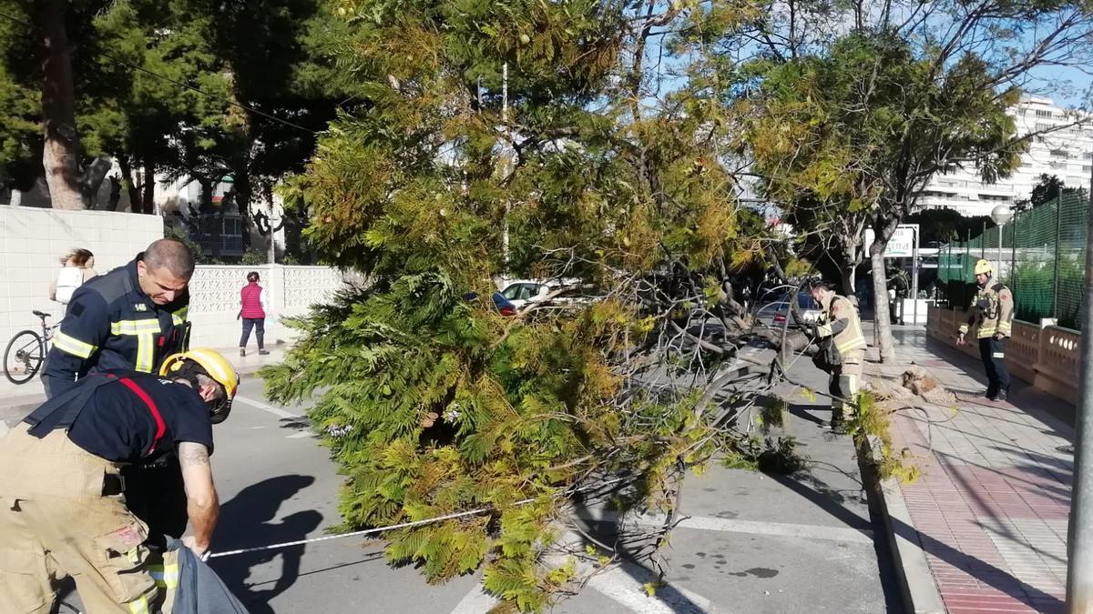 Bomberos cortando ramas de un árbol en la avenida de Santander en la playa