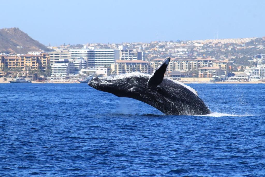 Ballena, Los Cabos, Baja California