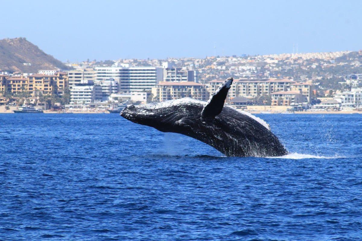 Ballena, Los Cabos, Baja California