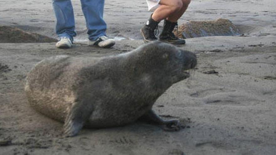 Localizados nueve ejemplares de foca gris en la costa asturiana