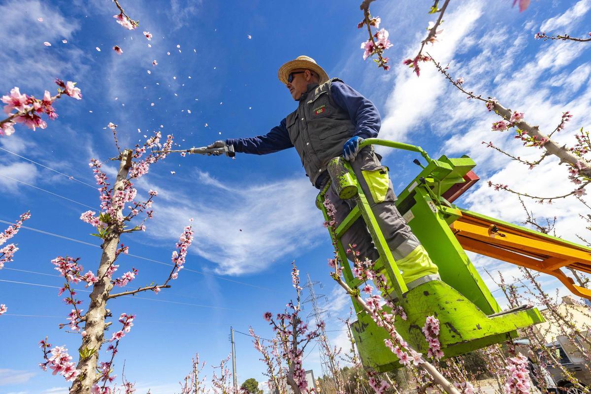 La floración de los melocotoneros atrae a miles de visitantes a Cieza.