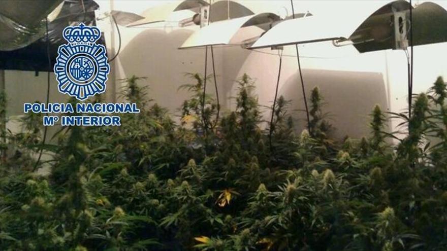 La Policía se incauta de 153 plantas de marihuana