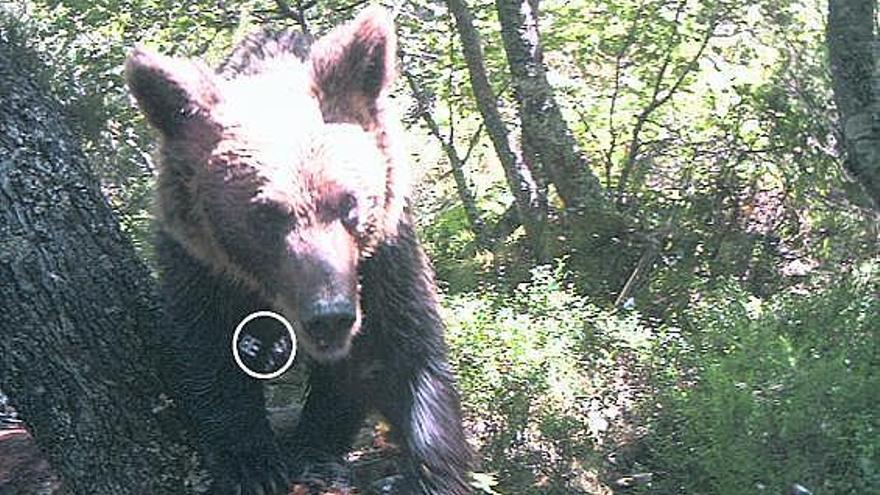 El círculo rodea las piezas metálicas que cuelgan de una pata delantera del oso.