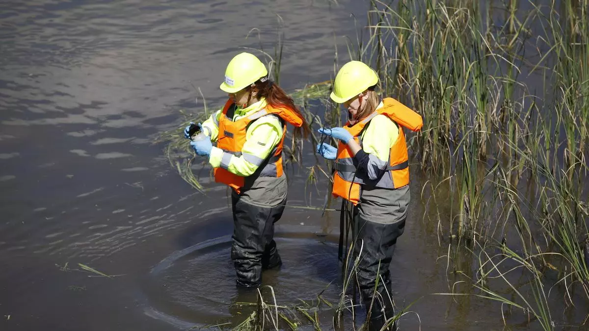 Invasión de mosca negra en el Manzanares: las medidas urgentes en Madrid para frenar su proliferación