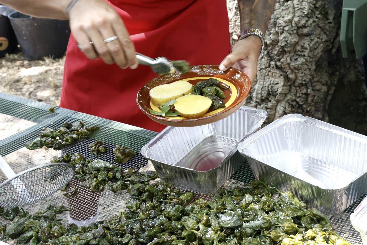 Padrón se rinde al pimiento de Herbón: 3.000 raciones para una fiesta multitudinaria Padrón se rinde al pimiento de Herbón: 3.000 raciones para una fiesta multitudinaria