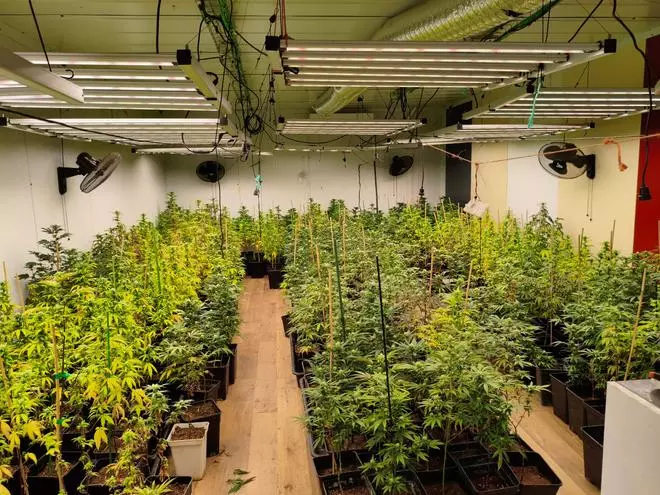 Les imatges del desmantellament del cultiu de marihuana de la masia de Fogars i els efectes requisats