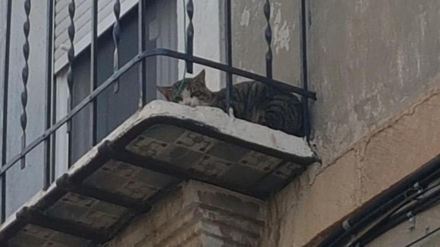 El gato en el balcón de un primer piso en Alcoy.