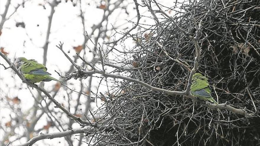 El consistorio da por controlada la invasión de las cotorras argentinas