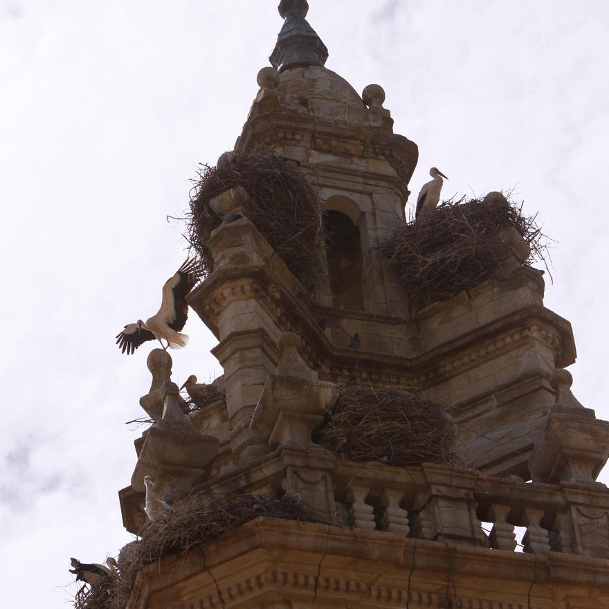 Cigueñas en la torre de la iglesia de Molacillos