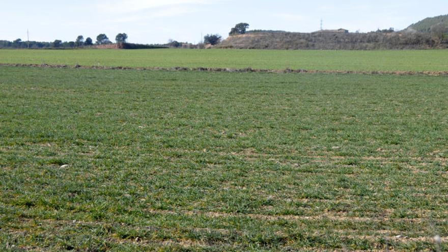 La sequera ha afectat els camps de cereals del Bages