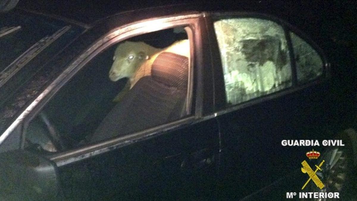 Las ovejas, en el asiento trasero del coche en que eran transportadas.