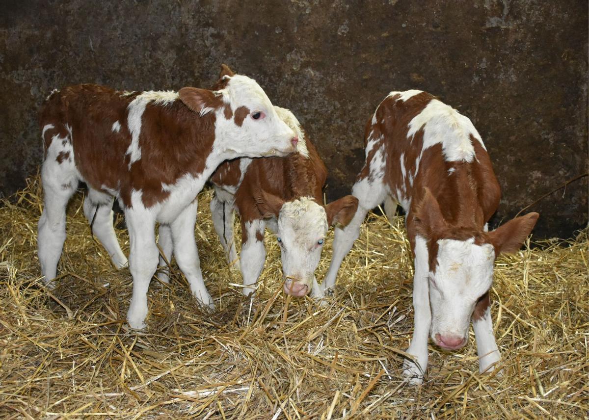 Los trillizos están en una zona del establo, para poder alimentarlos a biberón.