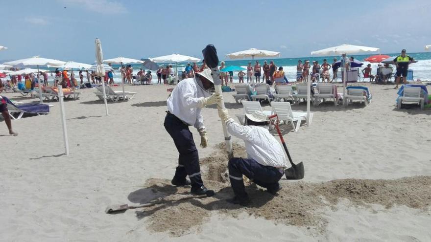 Retiran un enjambre del poste de una sombrilla en una playa de El Campello