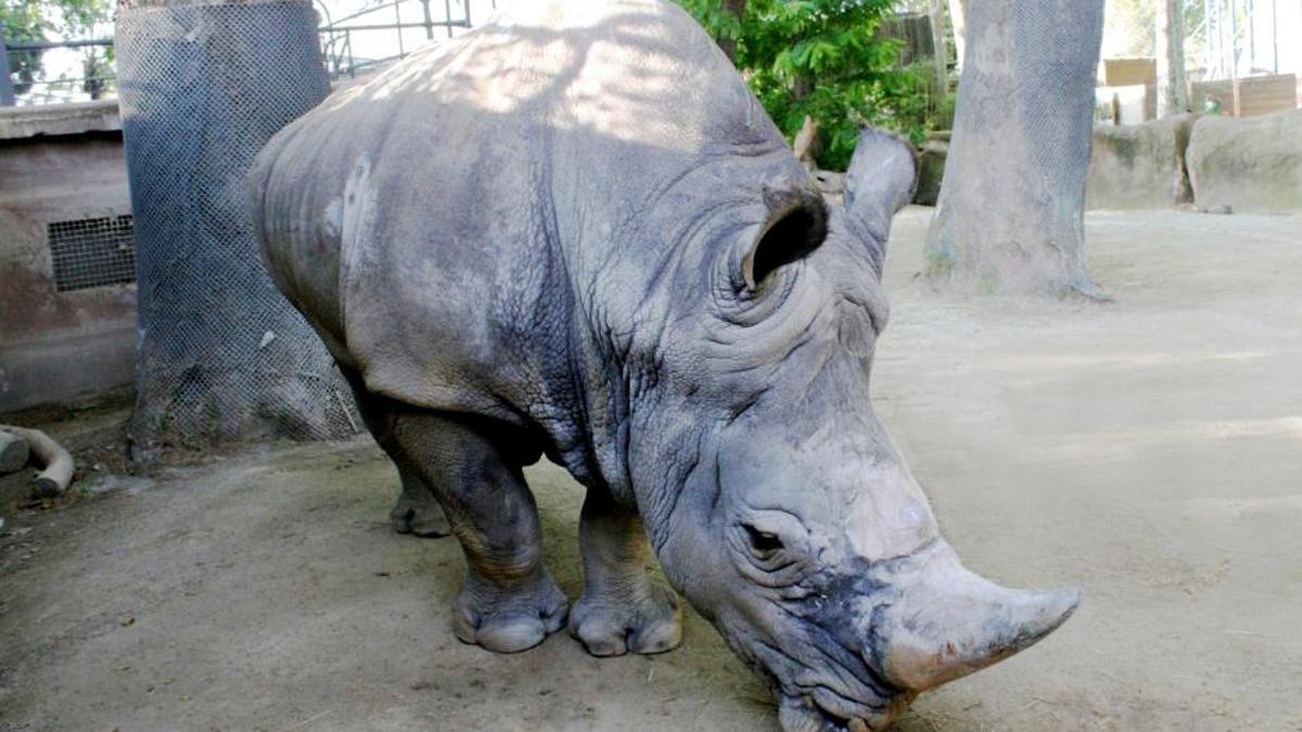 Imagen de archivo del rinoceronte Pedro en el Zoo de Barcelona