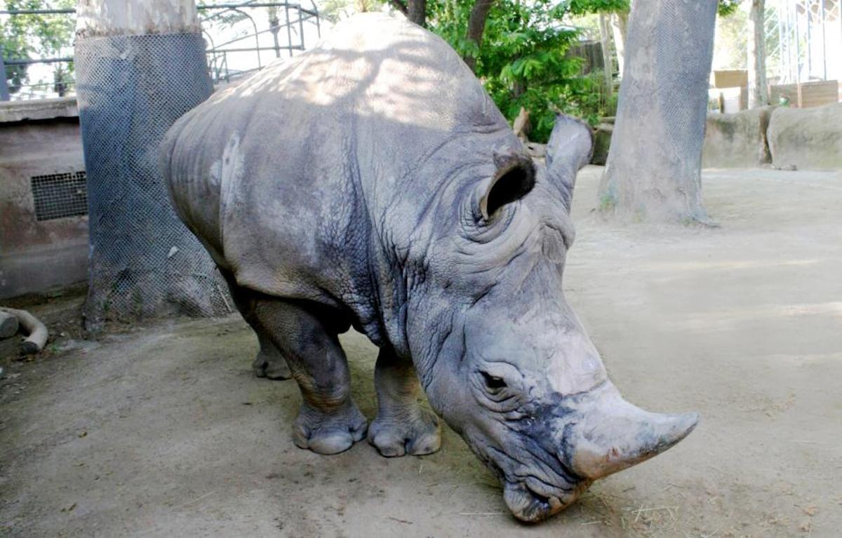 Mor Pedro, el rinoceront blanc del Zoo de Barcelona i el més longeu d’Europa