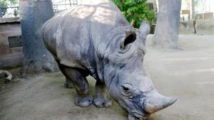 Mor Pedro, el rinoceront blanc del Zoo de Barcelona i el més longeu d’Europa