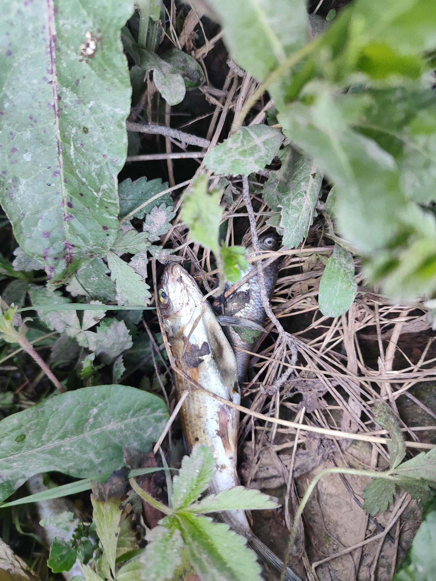 Un vertido de lodos contamina el río Magro en Requena