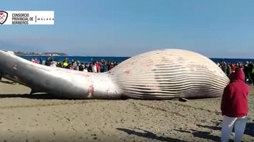 Así han sacado de la playa de La Rada de Estepona la ballena varada