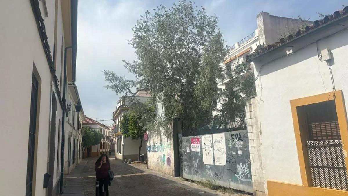 El árbol al que hacen referencia los vecinos de la calle Abejar