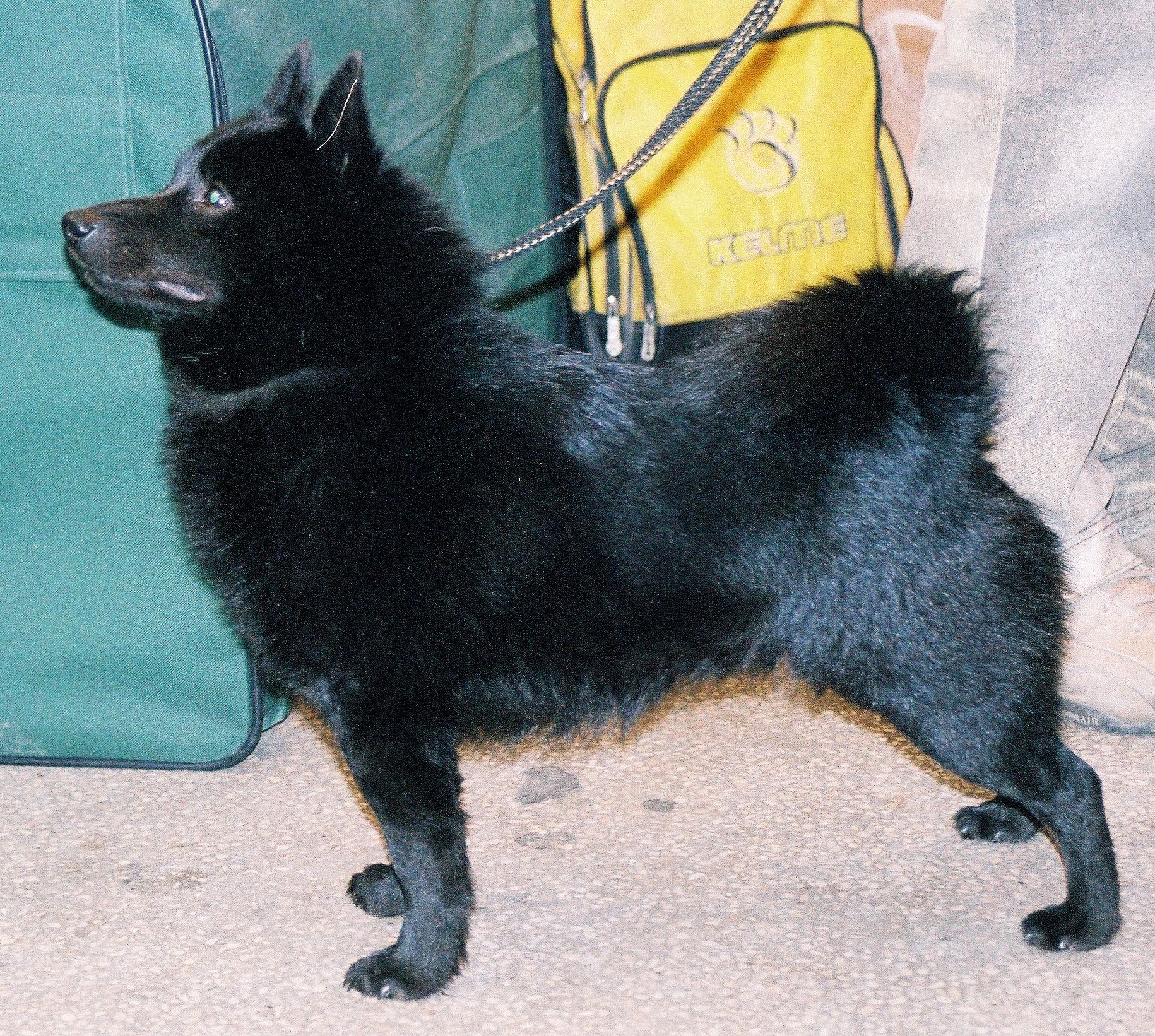 Schipperke: una de las razas de perros &quot;mini&quot; que no crecen mucho