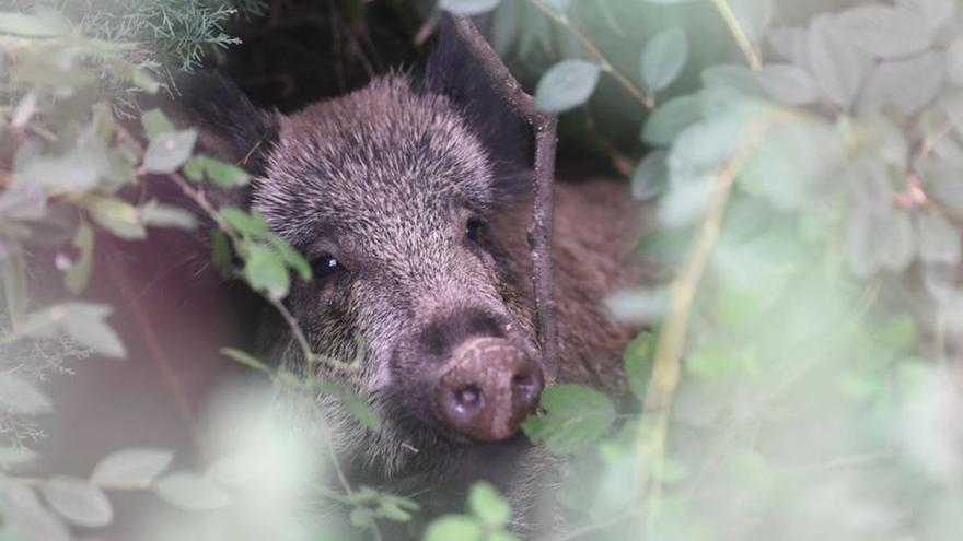 Los jabalíes se pasean de madrugada por Alfonso Molina, Salvador de Madariaga y la zona de Eirís