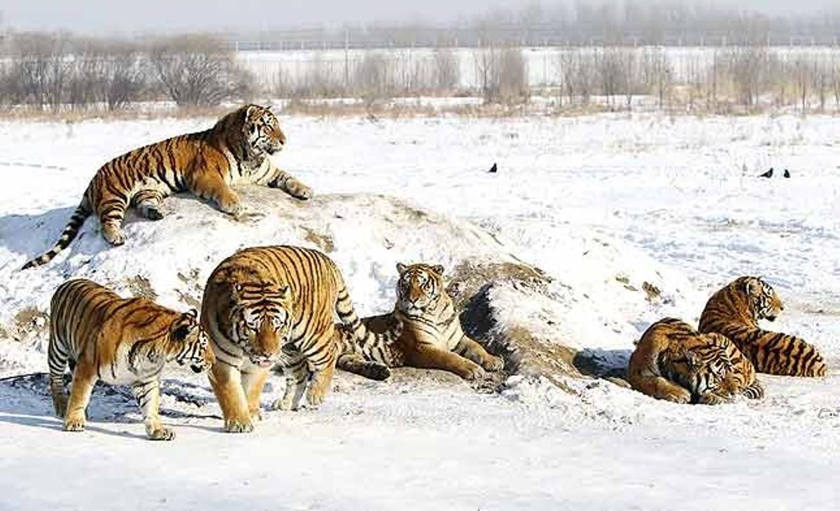 Una manada de tigres siberians descansen damunt la neu al Parc de Tigres de Sibèria, al nord de la província Heilongjiang (Xina).