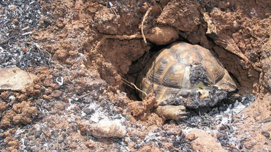 Un centenar de tortugas ha muerto en los incendios de Son Doblons