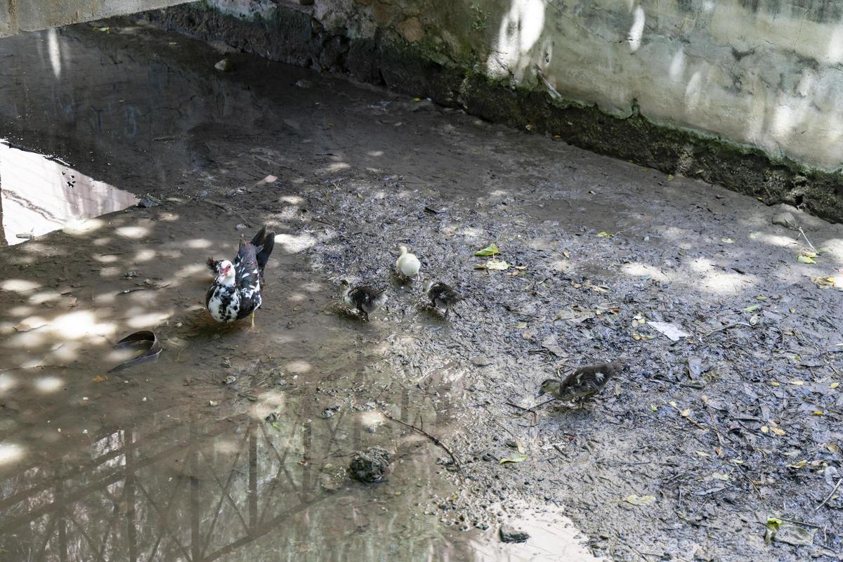 El rio Sants, de nuevo seco a su paso por Canals