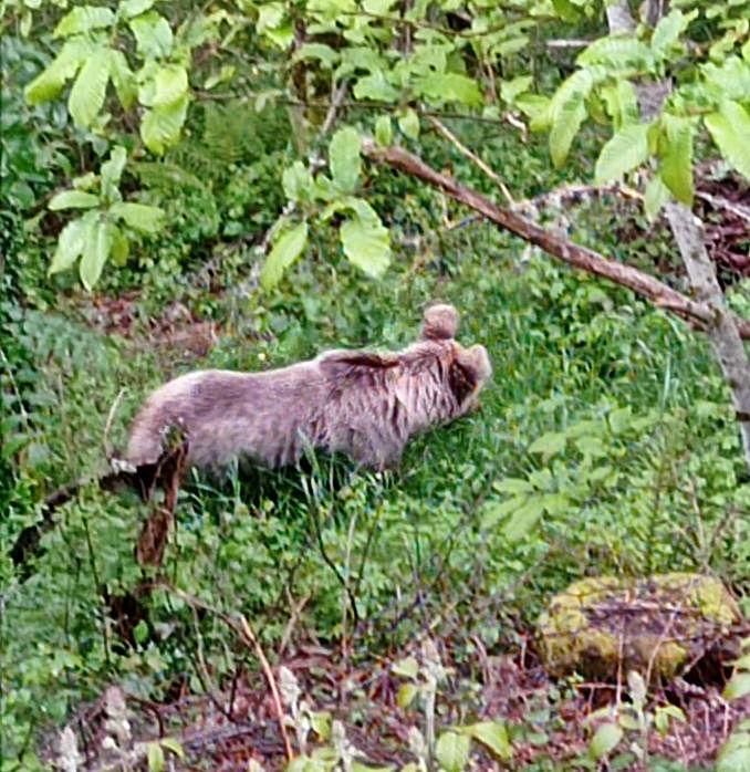 Una imagen reciente del oso cerca de El Bao.