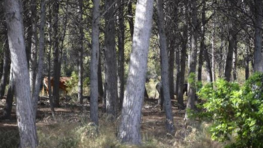 Capturada la vaca huida hace 15   días en la Vilavella