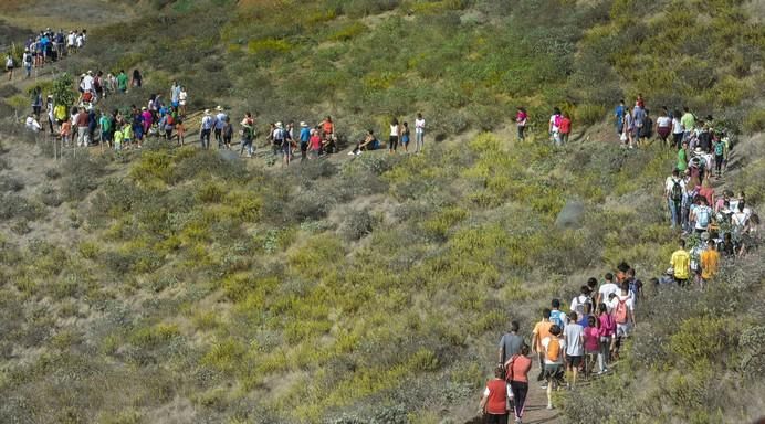 16/09/2017 STA. MARÍA DE GUÍA .Bajada 2017 de La Rama de Las Marías , desde Montaña Alta. FOTO: J.PÉREZ CURBELO