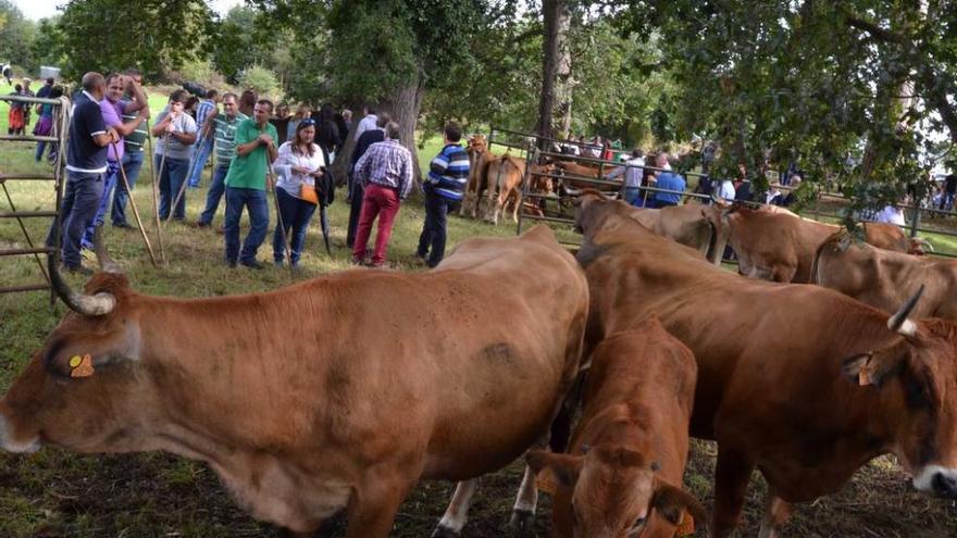 Algunos de los animales presentes en la feria de Caravia Alta.