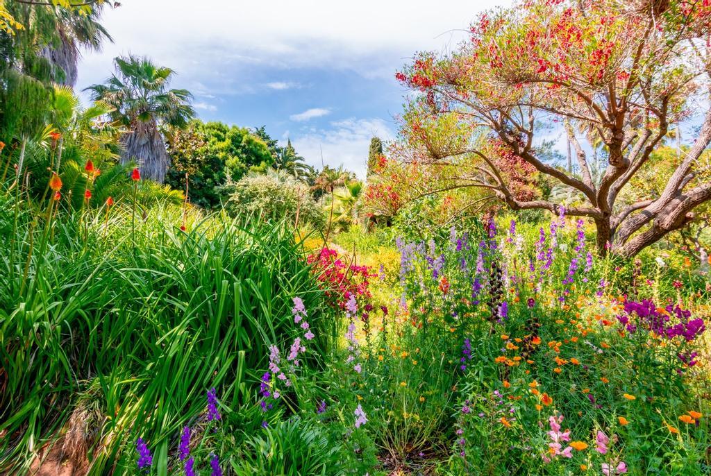 Vegetación en el jardín botánico Mar i Murtra, en la Costa Brava