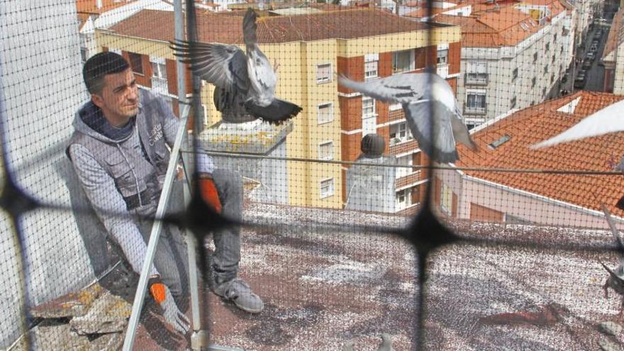 Marín retoma el control de palomas y gaviotas