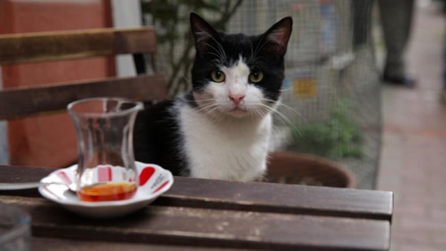 Kedi (Gatos de Estambul)