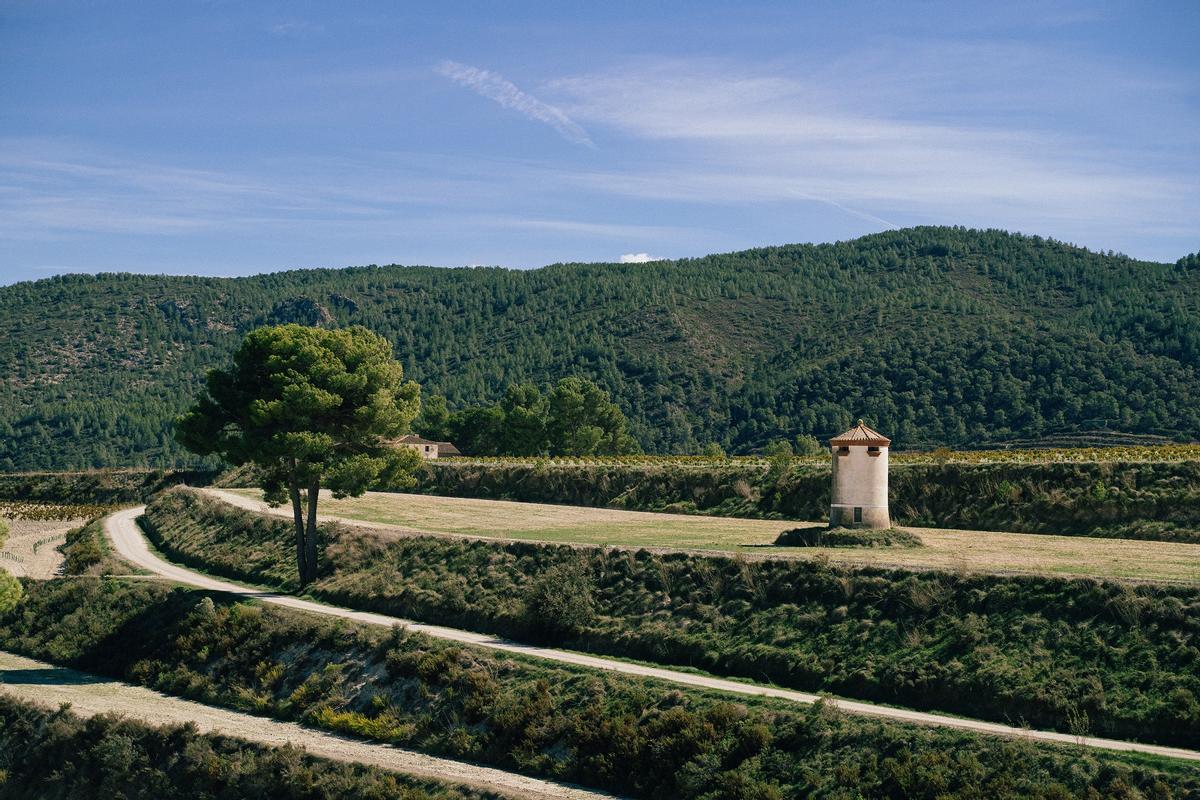 Campo ecológico en Moixent.