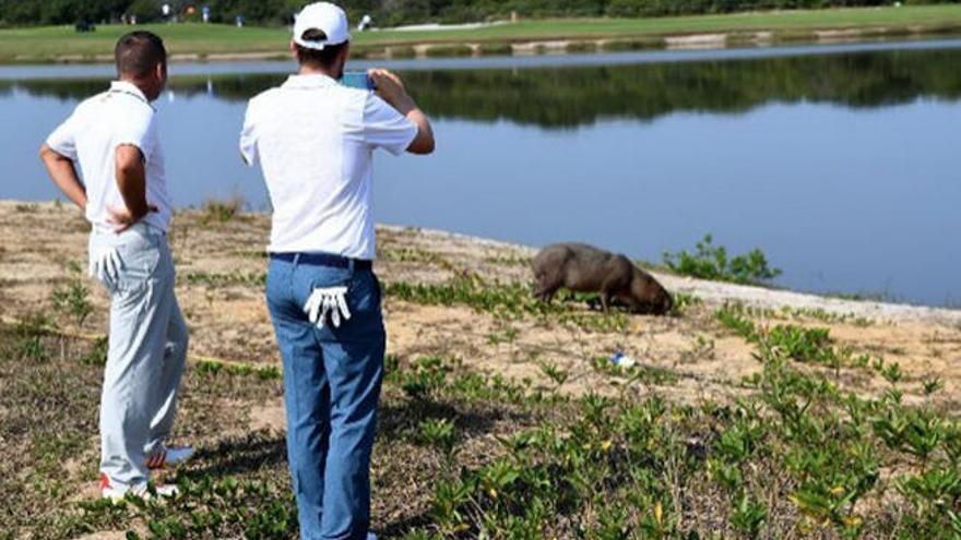 Sergio García y Bernd Wiesberger contemplan una capibara.