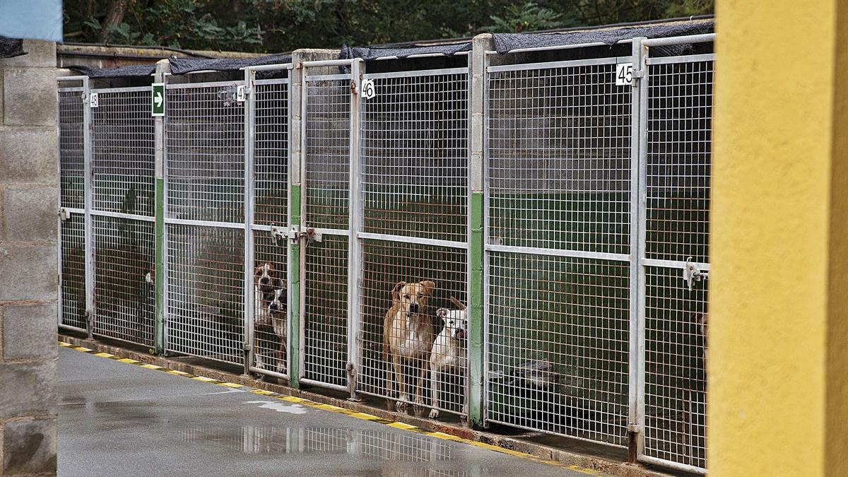 Gossos en una protectorad’animals aquest mes d’ agost