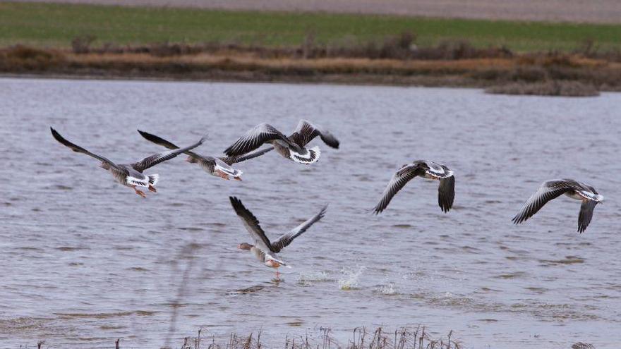 Un grupo de gansos levanta el vuelo en la Reserva de las Lagunas de Villafáfila