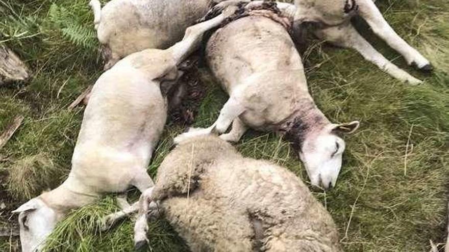 Las ovejas muertas tras el ataque de los lobos en Corián.