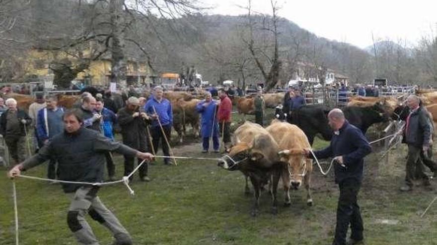 Reses en la feria de Corao.