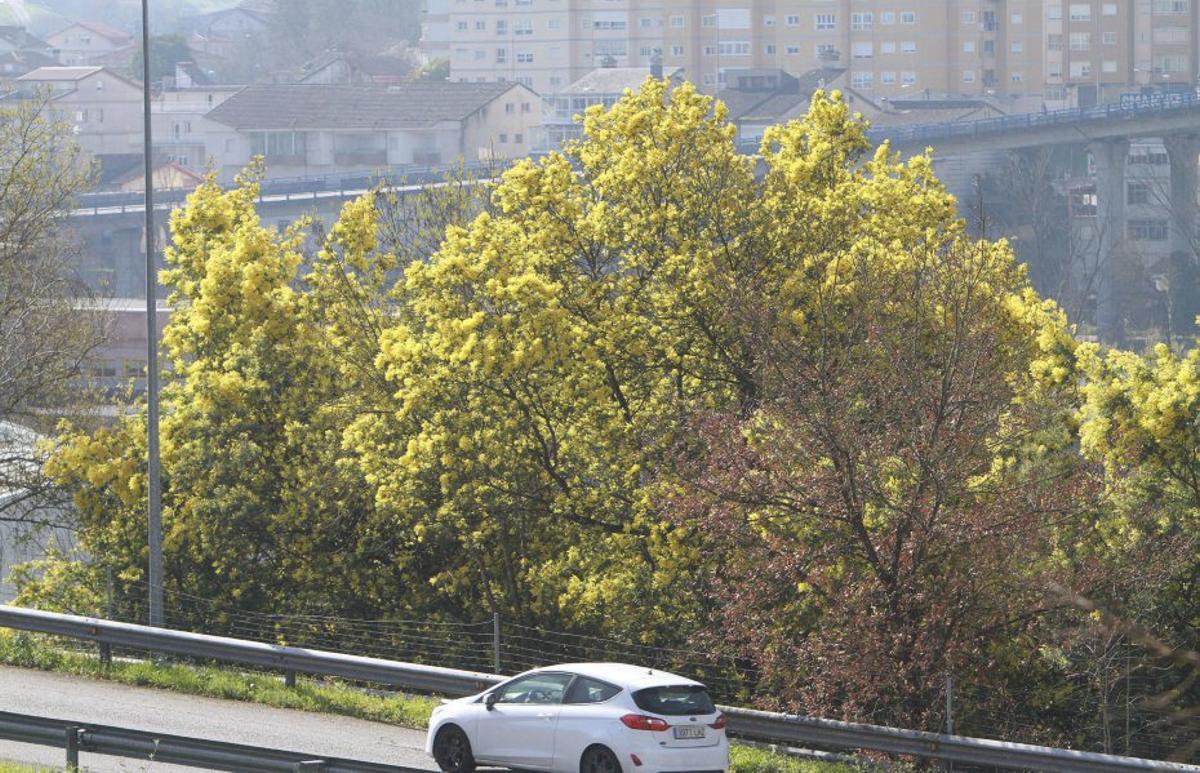 Las mimosas proliferan en Ourense en el tramo final del invierno.