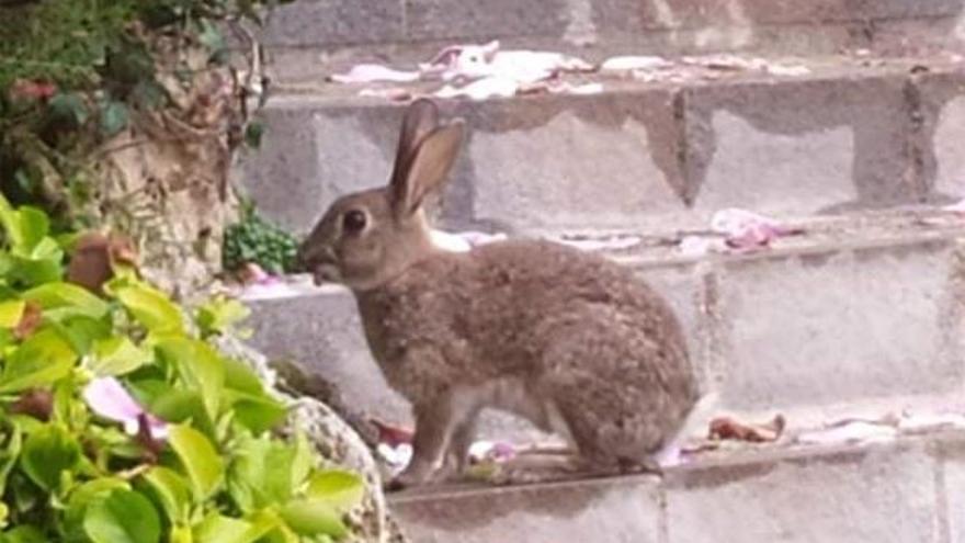 Tres conills fan anar de corcoll la brigada de parcs i jardins de Girona