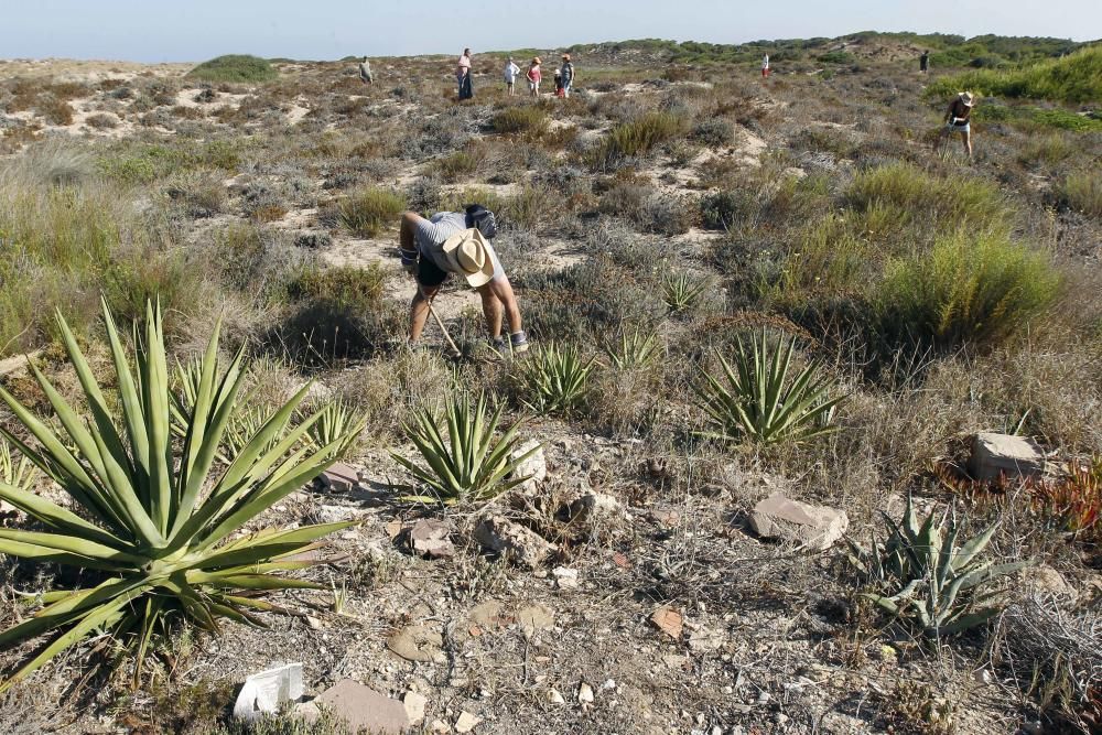 Limpieza de plantas invasoras en la Devesa del Saler