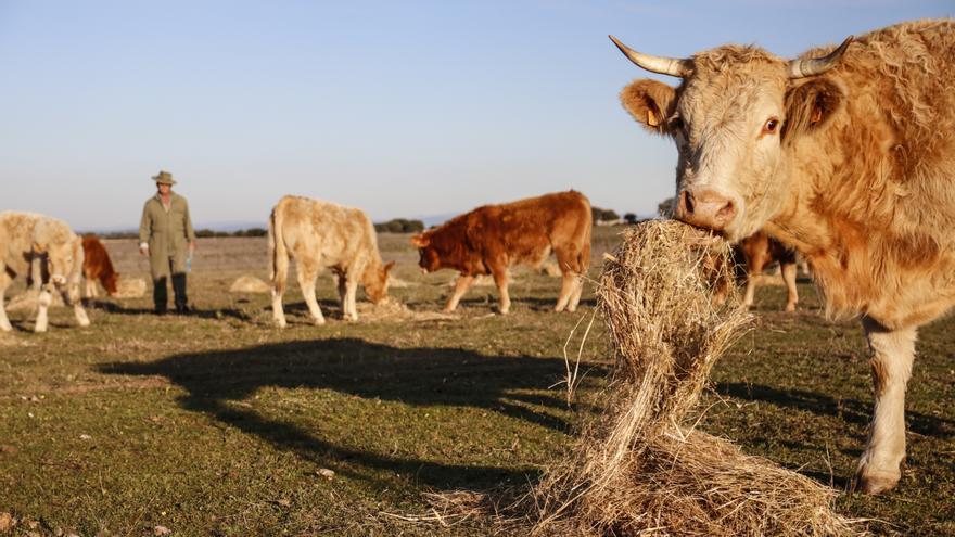 Extremadura permitirá la alimentación convencional para el ganado ecológico